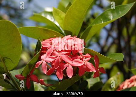 Red flowers of ixora coccinea, flame of the woods, jungle geranium, blue sky, blurred background, close up, beautiful tropical Red spike flower Stock Photo