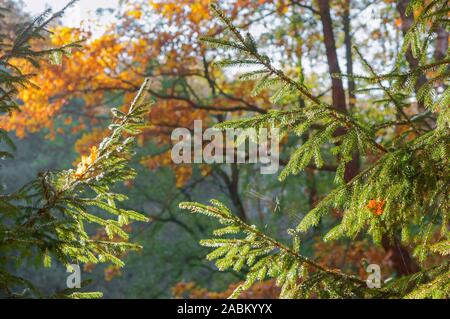 branches of spruce in the sun, cobwebs on spruce branches with needles Stock Photo