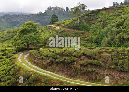 The Cameron Highlands grean hill tea plantation its unique nature in Malaysia. Stock Photo
