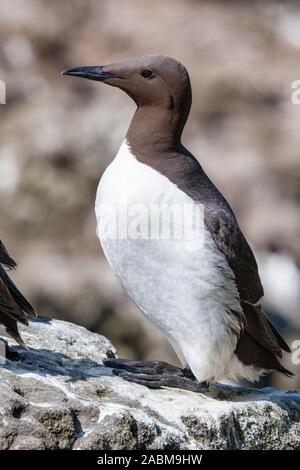 Common Guillemot (Uria aalge), Treshnish Isles, Scotland, UK Stock ...