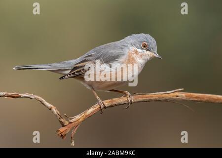Male of subalpine warbler. Sylvia Cantillans, on her hanger Stock Photo