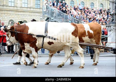 Oxen at the traditional costume and marksmen's procession at the beginning of the Munich Oktoberfest. [automated translation] Stock Photo