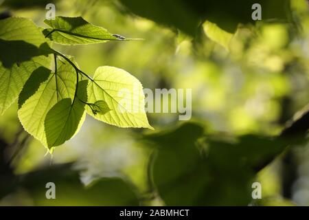 Spring linden leaves on a twig in the forest. Stock Photo