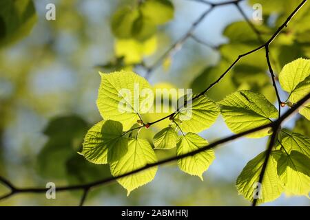 Spring linden leaves on a twig in the forest. Stock Photo