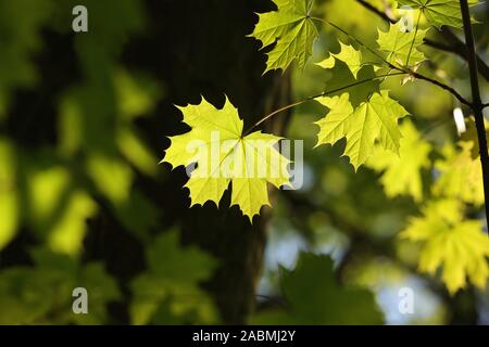 Spring maple leaf in the forest at dusk. Stock Photo