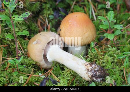 Cortinarius caperatus, known as the gypsy mushroom, wild edible mushrooms from Finland Stock Photo