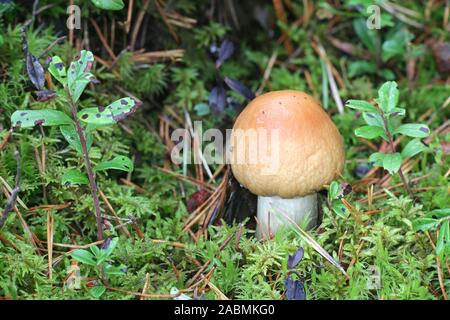 Cortinarius caperatus, known as the gypsy mushroom, wild edible mushroom from Finland Stock Photo