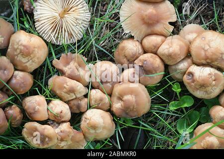 Marasmius oreades, known as the Scotch bonnet, fairy ring mushroom or fairy ring champignon, wild edible mushrooms from Finland Stock Photo