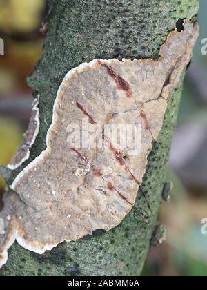 Stereum rugosum, known as bleeding broadleaf crust fungus Stock Photo