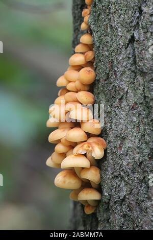 Flammulina velutipes, known as seafood mushroom, winter mushroom, winter fungus, velvet foot, velvet stem or velvet shank, growing wild in Finland Stock Photo