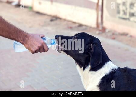 A person gives water to homeless dog at the street. Animal protection and hot weather concept Stock Photo