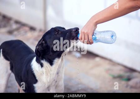 A person gives water to homeless dog at the street. Animal protection and hot weather concept Stock Photo