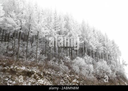 Ningxia, Ningxia, China. 28th Nov, 2019. Ningxia, CHINA-On November 26, 2019, rime landscape appeared on Liupan Mountain, Guyuan City, Ningxia, such as fairy tale world. Credit: SIPA Asia/ZUMA Wire/Alamy Live News Stock Photo