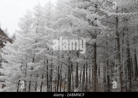 Ningxia, Ningxia, China. 28th Nov, 2019. Ningxia, CHINA-On November 26, 2019, rime landscape appeared on Liupan Mountain, Guyuan City, Ningxia, such as fairy tale world. Credit: SIPA Asia/ZUMA Wire/Alamy Live News Stock Photo