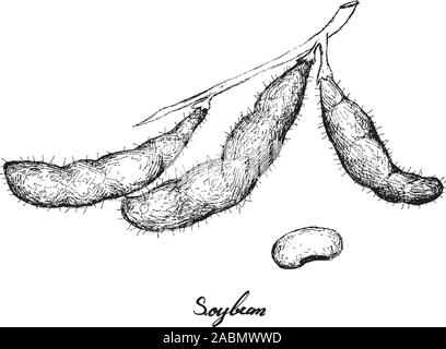 Soy nut isolated vector sketch. Card with soya... - Stock Illustration  [101080485] - PIXTA