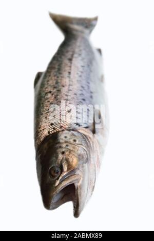 https://l450v.alamy.com/450v/2abmx89/a-hybrid-of-atlantic-salmon-salmo-salar-and-sea-trout-salmo-trutta-morphological-features-are-mixed-winter-coloring-smolt-type-eastern-gulf-of-2abmx89.jpg