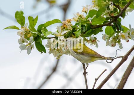 Tennessee Warbler (Vermivora peregrina) male, breeding plumage, in crabapple blossoms Stock Photo