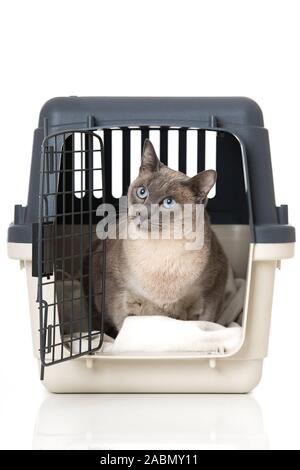 Adult tonkanese cat isolated on white background Stock Photo