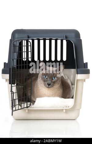 Adult tonkanese cat isolated on white background Stock Photo