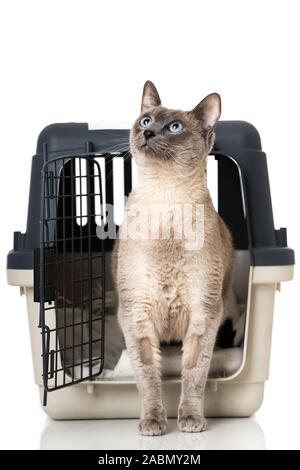 Adult tonkanese cat isolated on white background Stock Photo
