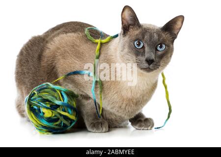 Adult tonkanese cat isolated on white background Stock Photo