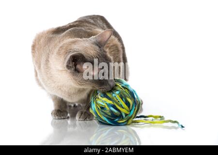 Adult tonkanese cat isolated on white background Stock Photo