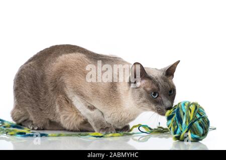 Adult tonkanese cat isolated on white background Stock Photo
