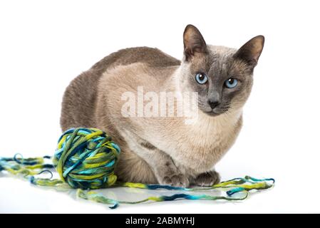 Adult tonkanese cat isolated on white background Stock Photo