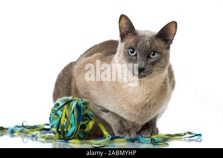 Adult tonkanese cat isolated on white background Stock Photo