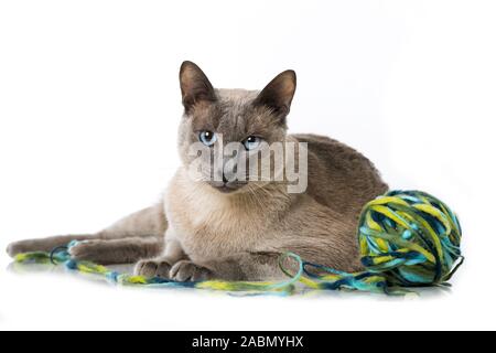 Adult tonkanese cat isolated on white background Stock Photo