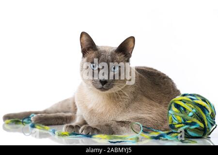 Adult tonkanese cat isolated on white background Stock Photo