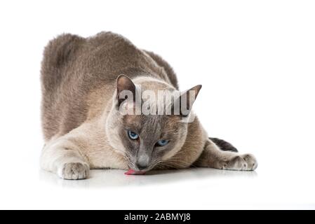 Adult tonkanese cat isolated on white background Stock Photo