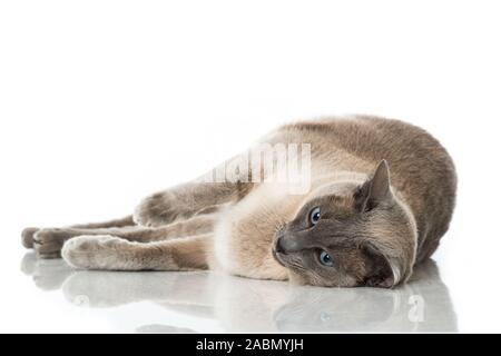 Adult tonkanese cat isolated on white background Stock Photo