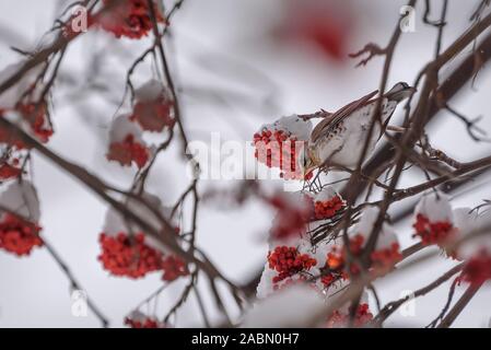 Cute bird fieldfare (Turdus pilaris) on a rowan branch with red berries and snow in winter