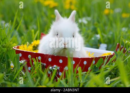 Dwarf rabbit in a flower meadow Stock Photo