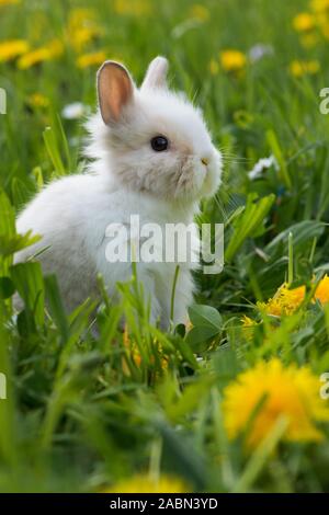 Dwarf rabbit in a flower meadow Stock Photo