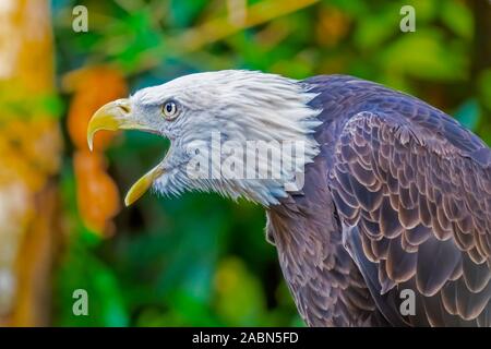 extreem close up side view of american bald eagle with mouth open. Stock Photo