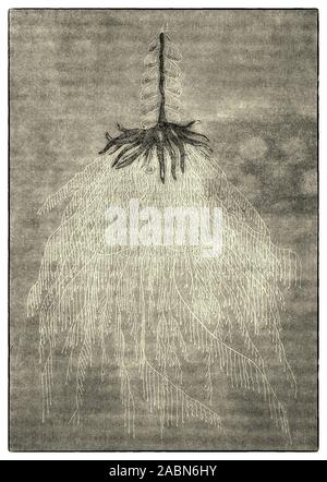 Physophora hydrostatica widespread in the Atlantic, Pacific and the Indian Ocean: This siphonophore, sometimes called the hula skirt siphonophore, is known as a deep-sea species, but like all other slow-swimmers, currents may bring it to the surface. It can reach a total length of 8-12 cm.  The banana-shaped, orange or violet colored tentacles may cause painful stings. At the base of the float there are long threads packed with small animals with specialized tasks in the colony. Stock Photo