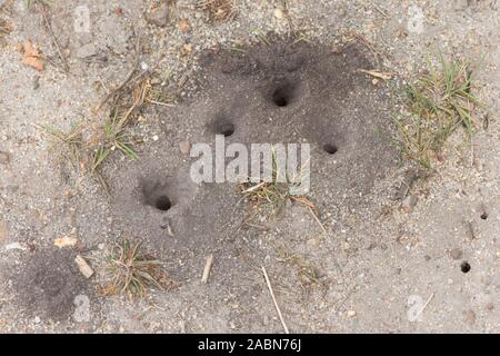 holes in ground dug out by Digger wasp, Ornate-tailed Digger Wasp, Cerceris rybyensis, Sussex, July Stock Photo