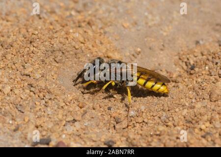 Digger wasp opening up nest hole entrance, Philanthus triangulum, European beewolf, Bee-killer wasp, Sussex, UK, July Stock Photo