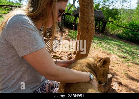 Female tourist touching, petting, stroking and cuddling a 4 month old lion cub (Panthera leo) at a breeding station near Cullinan, South Africa Stock Photo