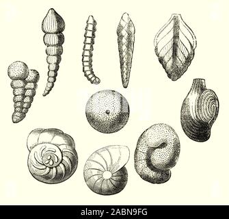 The shells of various molluscs (or mollusks). The shell is typically a calcareous exoskeleton which encloses, supports and protects the soft parts of an animal in the phylum Mollusca, which includes snails, clams, tusk shells, and several other classes. Stock Photo