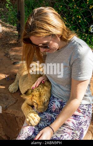 Female tourist touching, petting, stroking and cuddling a 4 month old lion cub (Panthera leo) at a breeding station near Cullinan, South Africa Stock Photo