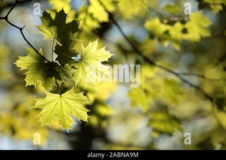 Spring maple leaves during sunset. Stock Photo
