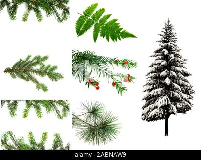 Collage fir branches fir-tree fern pine tree isolated Stock Photo