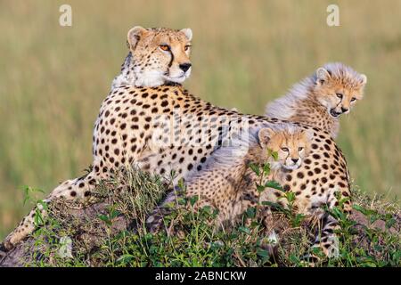 Cheetah female with cubs on savanna lying and looking at something