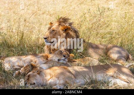 Lion family resting in the high grass Stock Photo