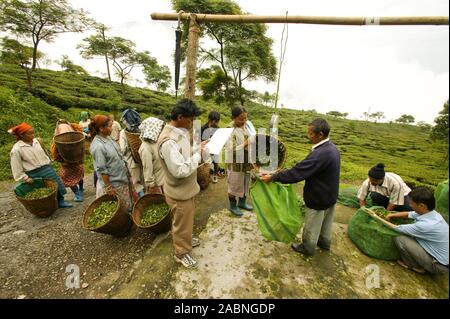 MAKAIBARI TEA ESTATES Stock Photo