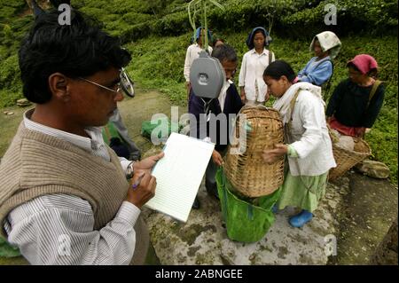 MAKAIBARI TEA ESTATES Stock Photo