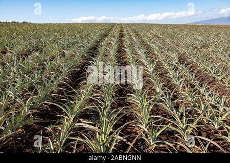 rows of young juicy pineapples growing in field Maui, Hawaii, USA Stock Photo